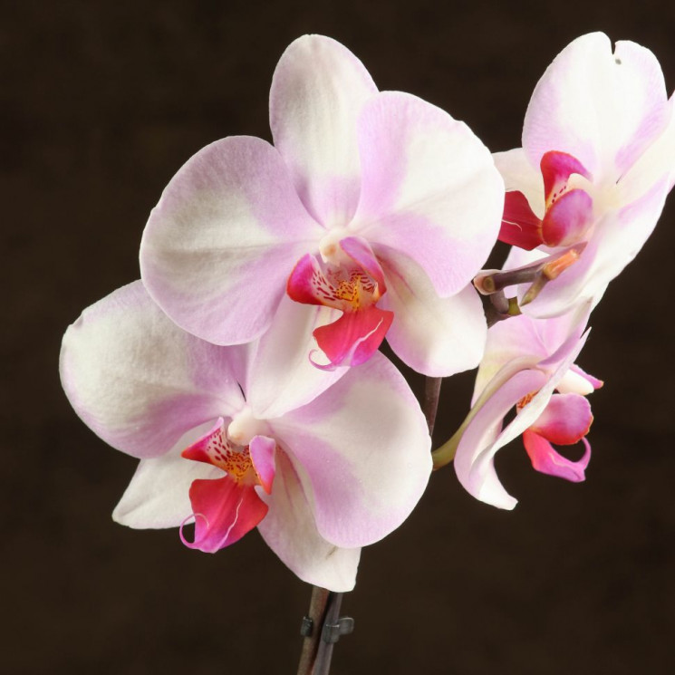 Орхидея Фаленопсис мини Монро D7