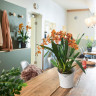 Кашпо Lechuza ORCHIDEA антрацит