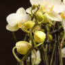 Орхидея Фаленопсис Bellissimo белая D15